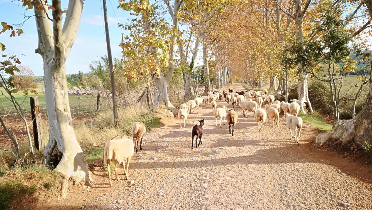 Mas Del Llop Blanc - Dog Friendly Hostal Rural - B&B Sobrestany 外观 照片